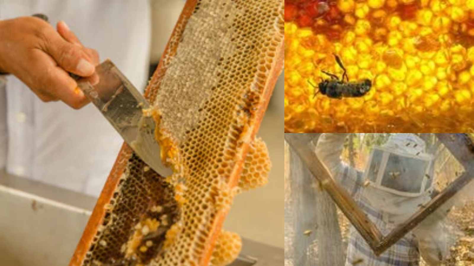 miel apicultores