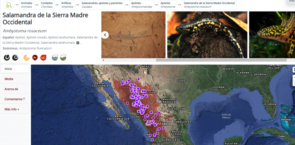 Habitad de la salamandra o ajolote de la Sierra Madre Occidental de México - Ambystoma rosaceum